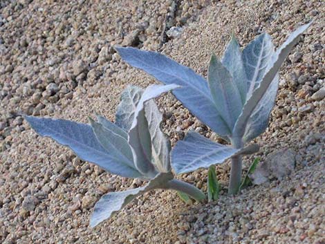 Desert Milkweed (Asclepias erosa)