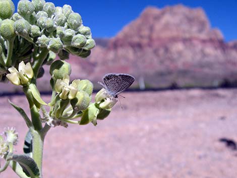 Desert Milkweed (Asclepias erosa)