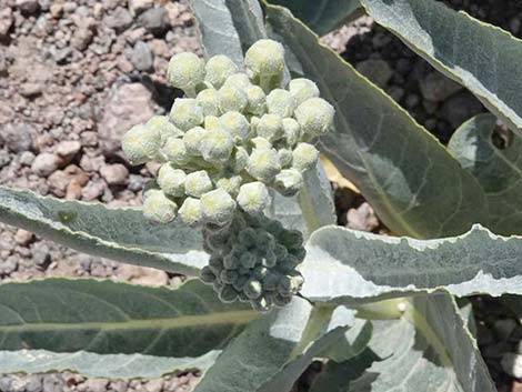 Desert Milkweed (Asclepias erosa)