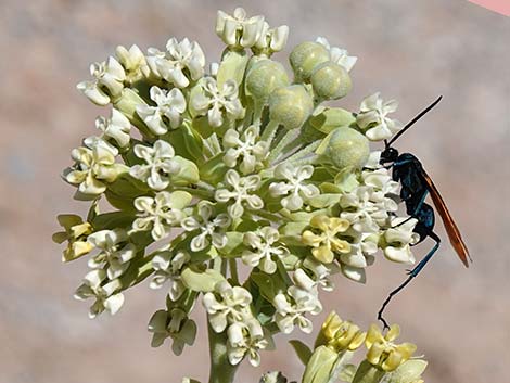 Desert Milkweed (Asclepias erosa)