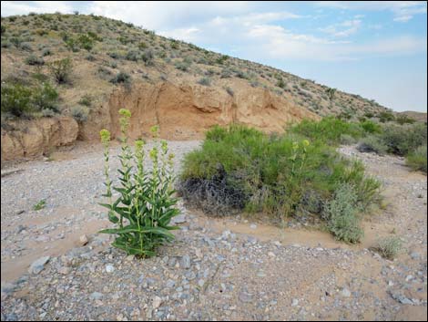 Desert Milkweed (Asclepias erosa)