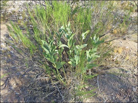 Desert Milkweed (Asclepias erosa)