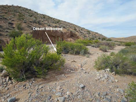 Desert Milkweed (Asclepias erosa)