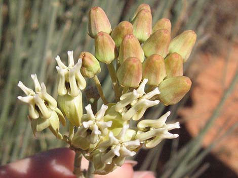 Rush Milkweed (Asclepias subulata)