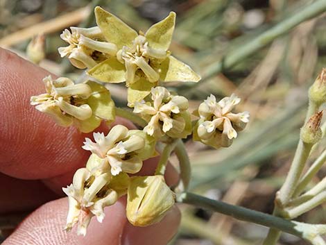 Rush Milkweed (Asclepias subulata)