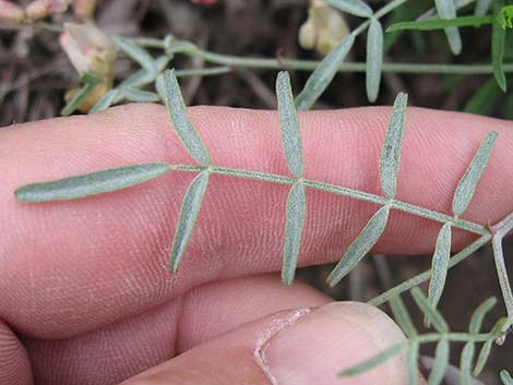 Clokey Milkvetch (Astragalus aequalis)