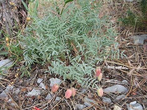 Clokey Milkvetch (Astragalus aequalis)