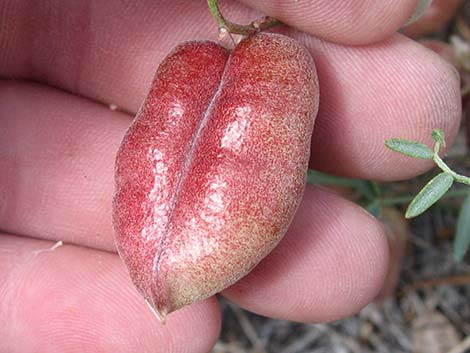 Clokey Milkvetch (Astragalus aequalis)