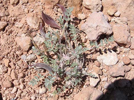 Crescent Milkvetch (Astragalus amphioxys)