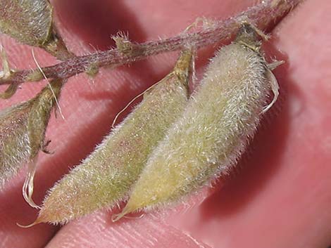 Minthorn's Milkvetch (Astragalus minthorniae)