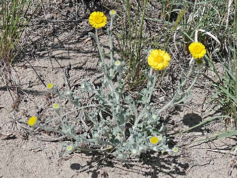 Woolly Desert Marigold (Baileya pleniradiata)