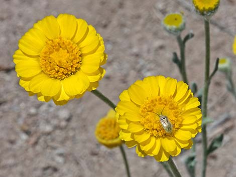Woolly Desert Marigold (Baileya pleniradiata)