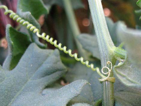 Desert Starvine (Brandegea bigelovii)