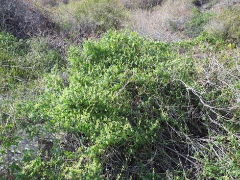 Desert Starvine (Brandegea bigelovii)