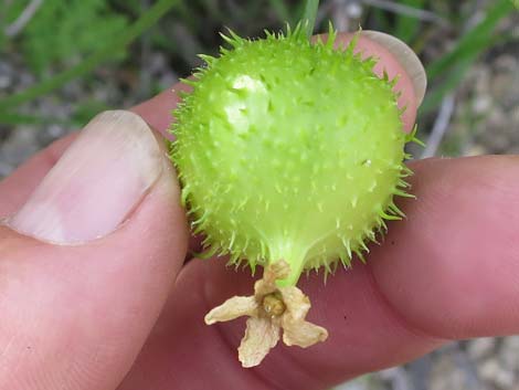 Desert Starvine (Brandegea bigelovii)