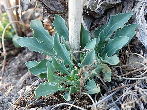 Thickstem Wild Cabbage (Caulanthus crassicaulis)