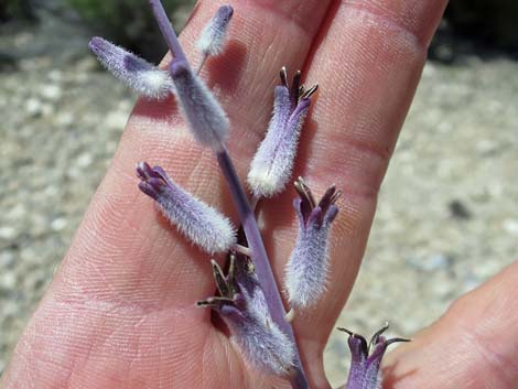 Thickstem Wild Cabbage (Caulanthus crassicaulis)