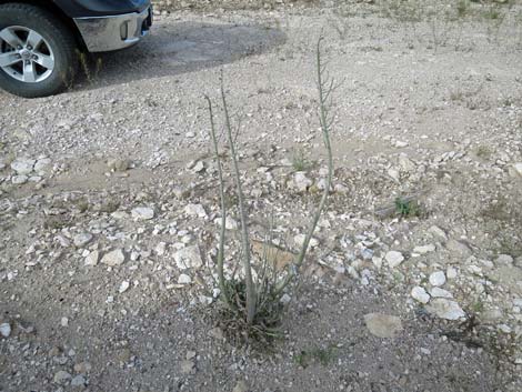 Thickstem Wild Cabbage (Caulanthus crassicaulis)