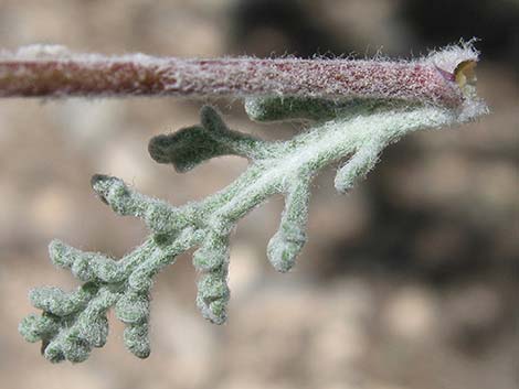 Douglas' Dustymaiden (Chaenactis douglasii)