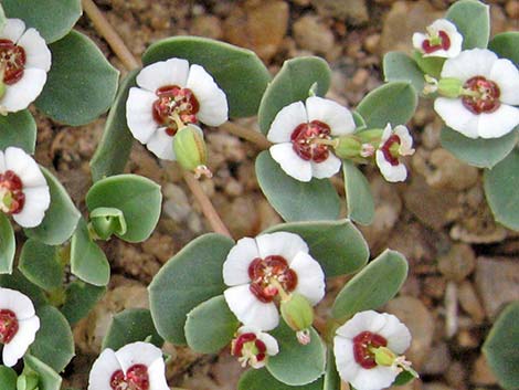 Whitemargin Sandmat (Chamaesyce albomarginata)