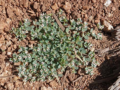 Whitemargin Sandmat (Chamaesyce albomarginata)