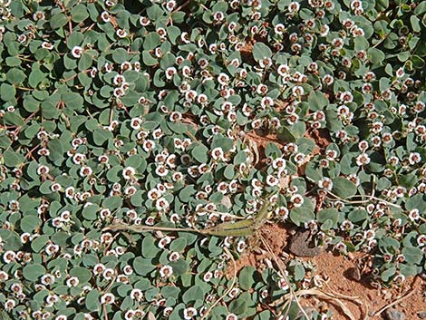 Whitemargin Sandmat (Chamaesyce albomarginata)