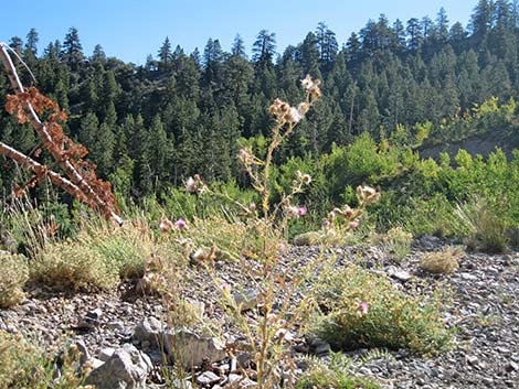 Arizona Thistle (Cirsium arizonicum)