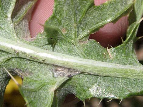 Arizona Thistle (Cirsium arizonicum)