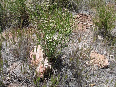 Bastard Toadflax (Comandra umbellata)