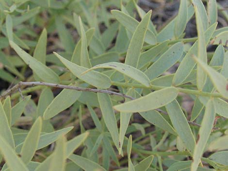 Bastard Toadflax (Comandra umbellata)