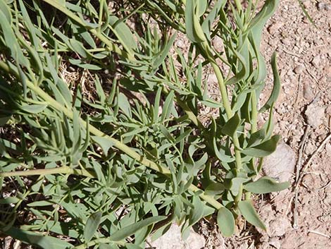 Bastard Toadflax (Comandra umbellata)