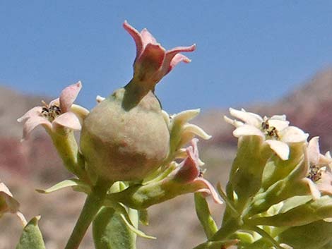 Bastard Toadflax (Comandra umbellata)