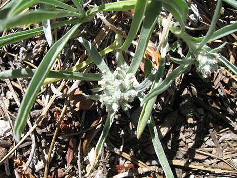 James' Cryptantha (Cryptantha cinerea)