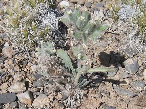 Virgin River Cryptantha (Oreocarya virginensis)