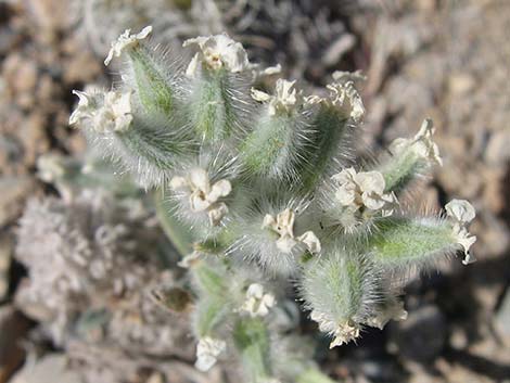 Virgin River Cryptantha (Oreocarya virginensis)