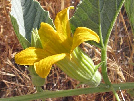 Buffalo Gourd (Cucurbita foetidissima)