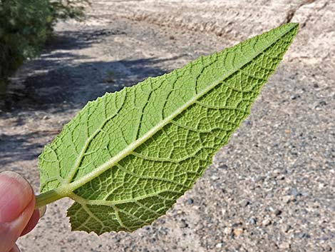 Buffalo Gourd (Cucurbita foetidissima)