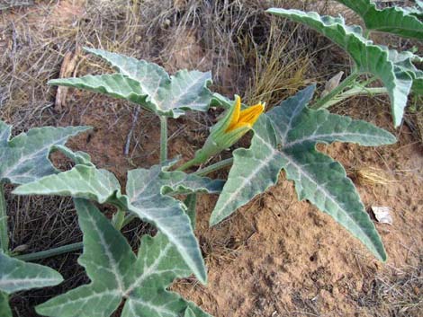 Coyote Gourd (Cucurbita palmata)