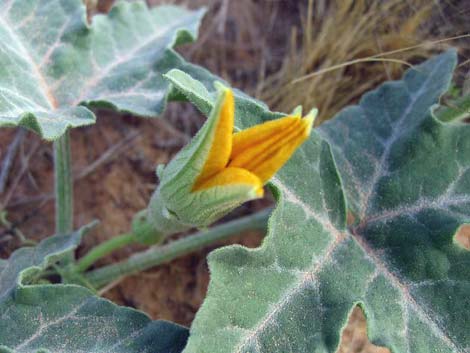 Coyote Gourd (Cucurbita palmata)