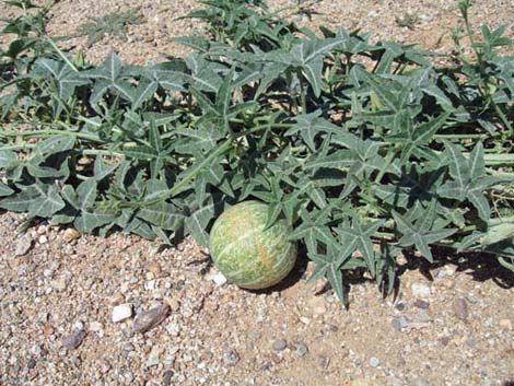 Coyote Gourd (Cucurbita palmata)