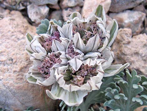 Widewing Springparsley (Cymopterus purpurascens)