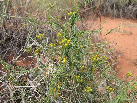 Utah Swallow-Wort (Cynanchum utahense)