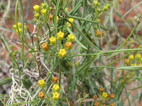 Utah Swallow-Wort (Cynanchum utahense)