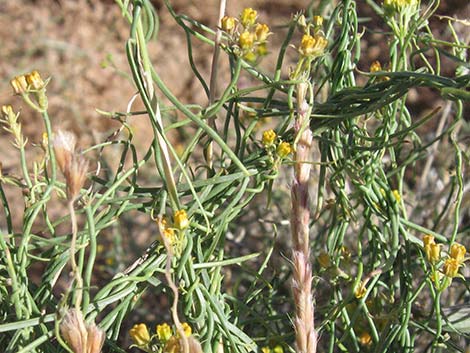 Utah Swallow-Wort (Cynanchum utahense)