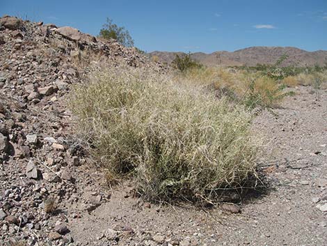 Utah Swallow-Wort (Cynanchum utahense)