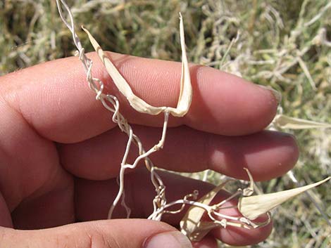 Utah Swallow-Wort (Cynanchum utahense)