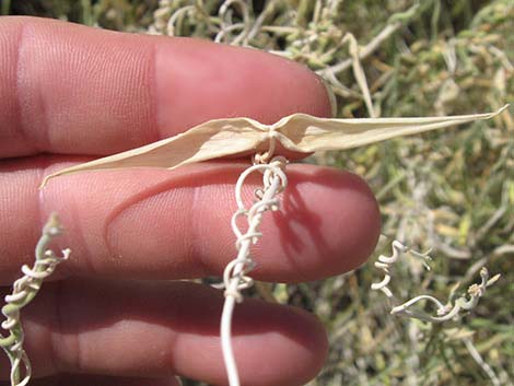 Utah Swallow-Wort (Cynanchum utahense)