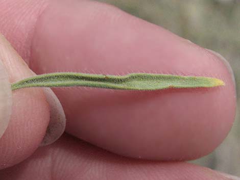 Utah Swallow-Wort (Cynanchum utahense)