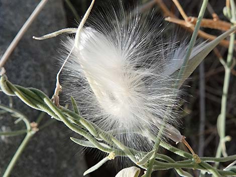 Utah Swallow-Wort (Cynanchum utahense)