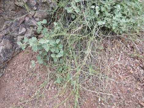 Utah Swallow-Wort (Cynanchum utahense)